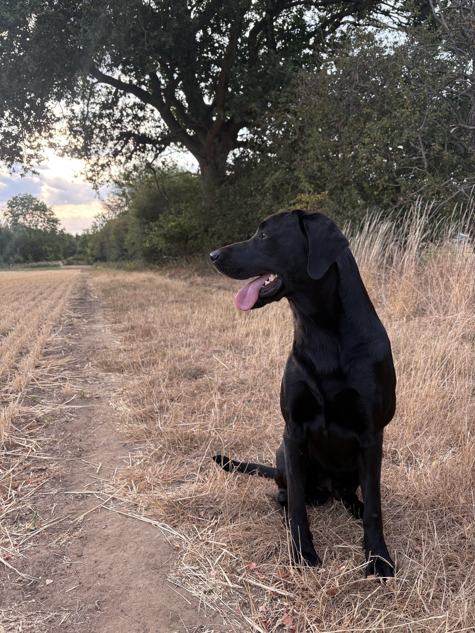 Angus sitting side-on beside the field track as the sun drops behind the trees
