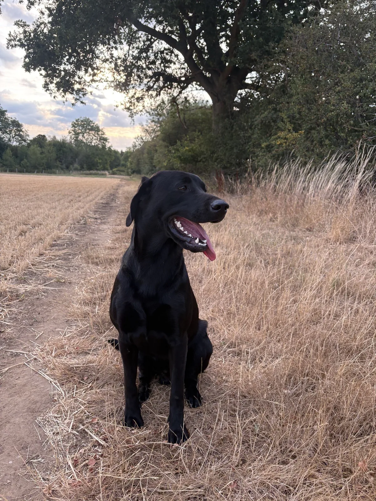 Angus, a black Labrador, under the oak at dusk