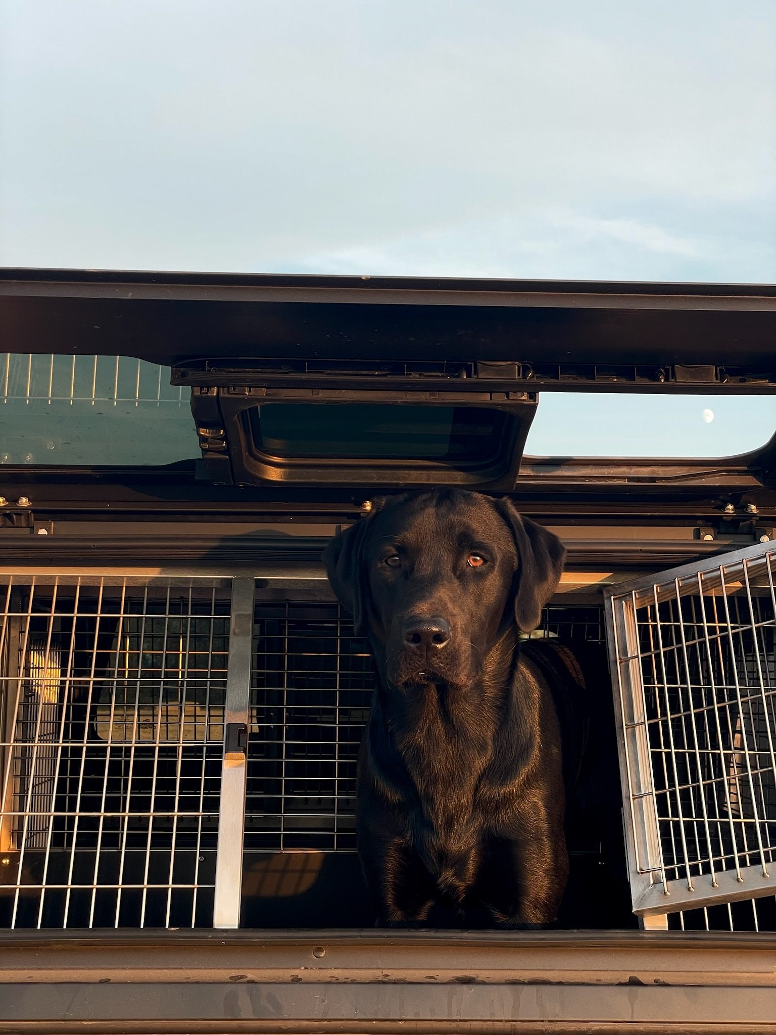 Blair sitting in his travel crate