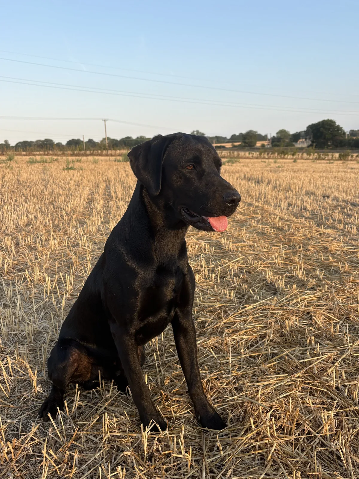 Blair, a black Labrador, in the stubble field