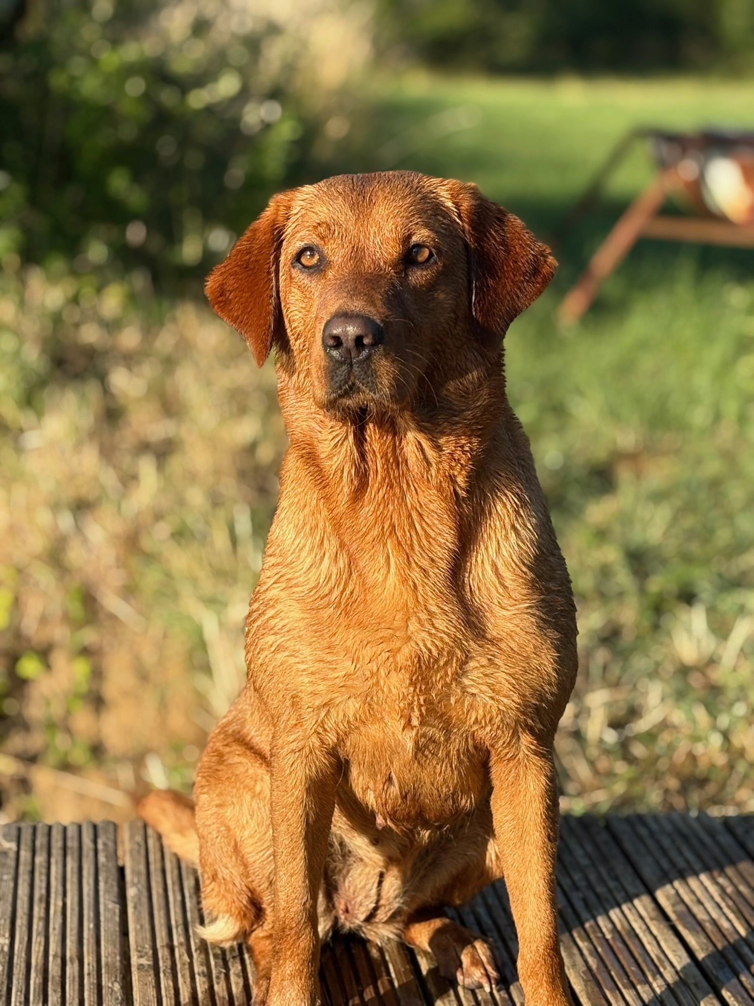 Bonnie sitting on the farm deck in golden evening light