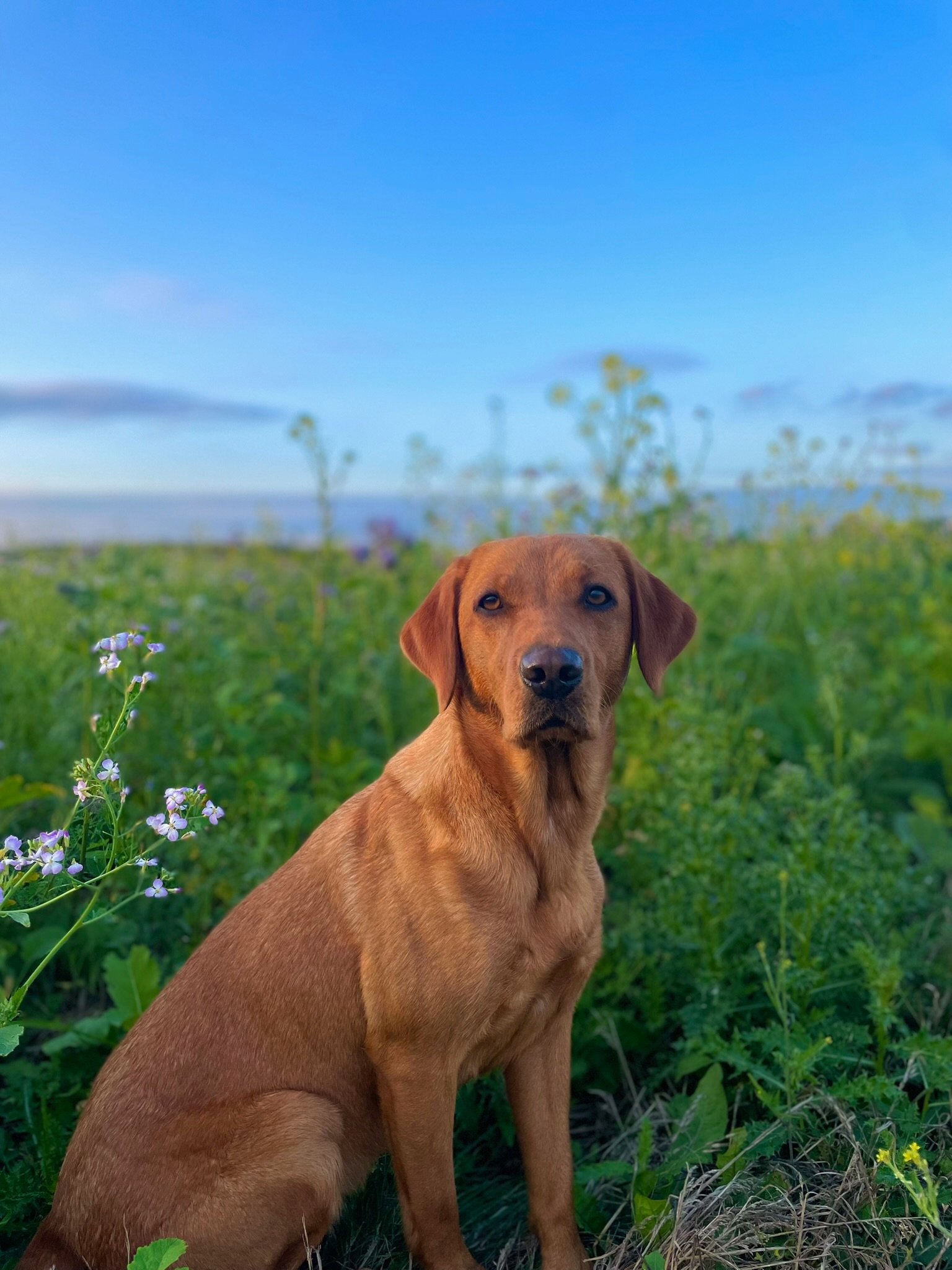 Bonnie sitting in a wildflower meadow at dusk