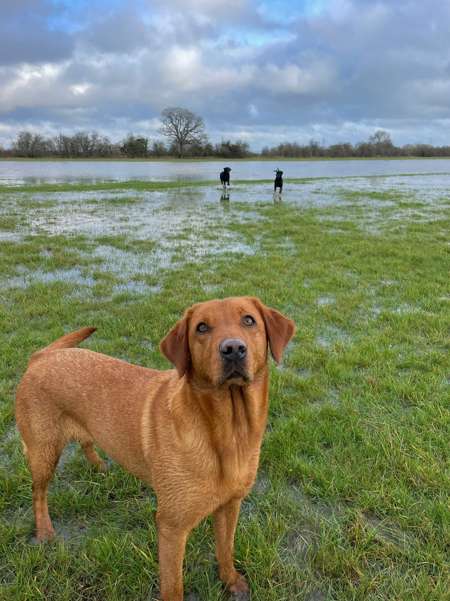 Bonnie in a flooded field with Blair and Angus playing in the background