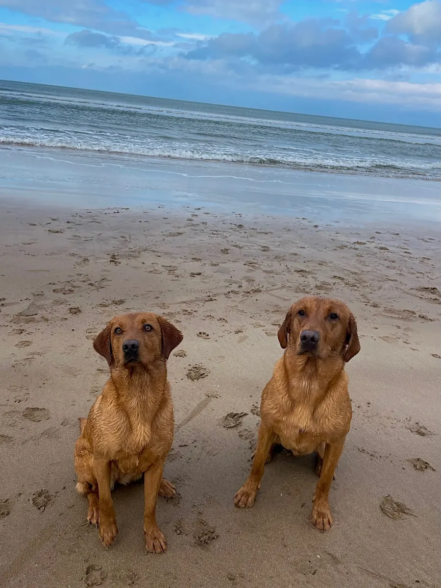 Life on the farm at Pittfield Gundogs