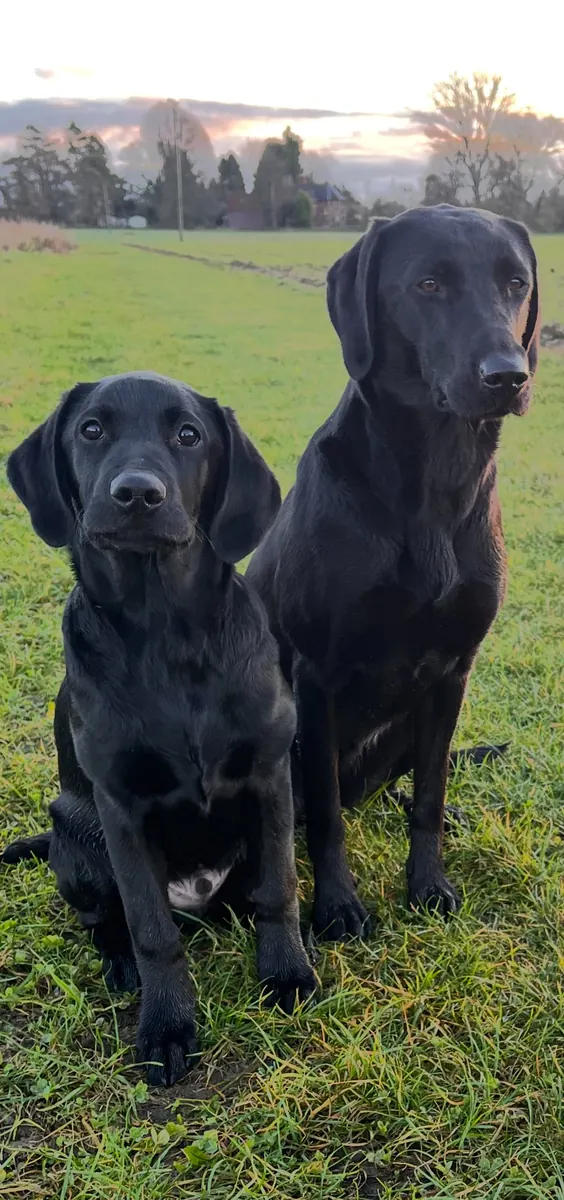 Life on the farm at Pittfield Gundogs