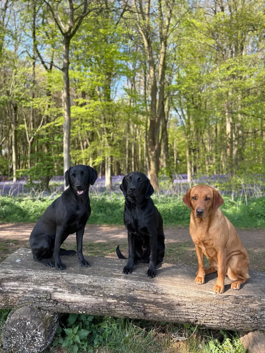 Life on the farm at Pittfield Gundogs