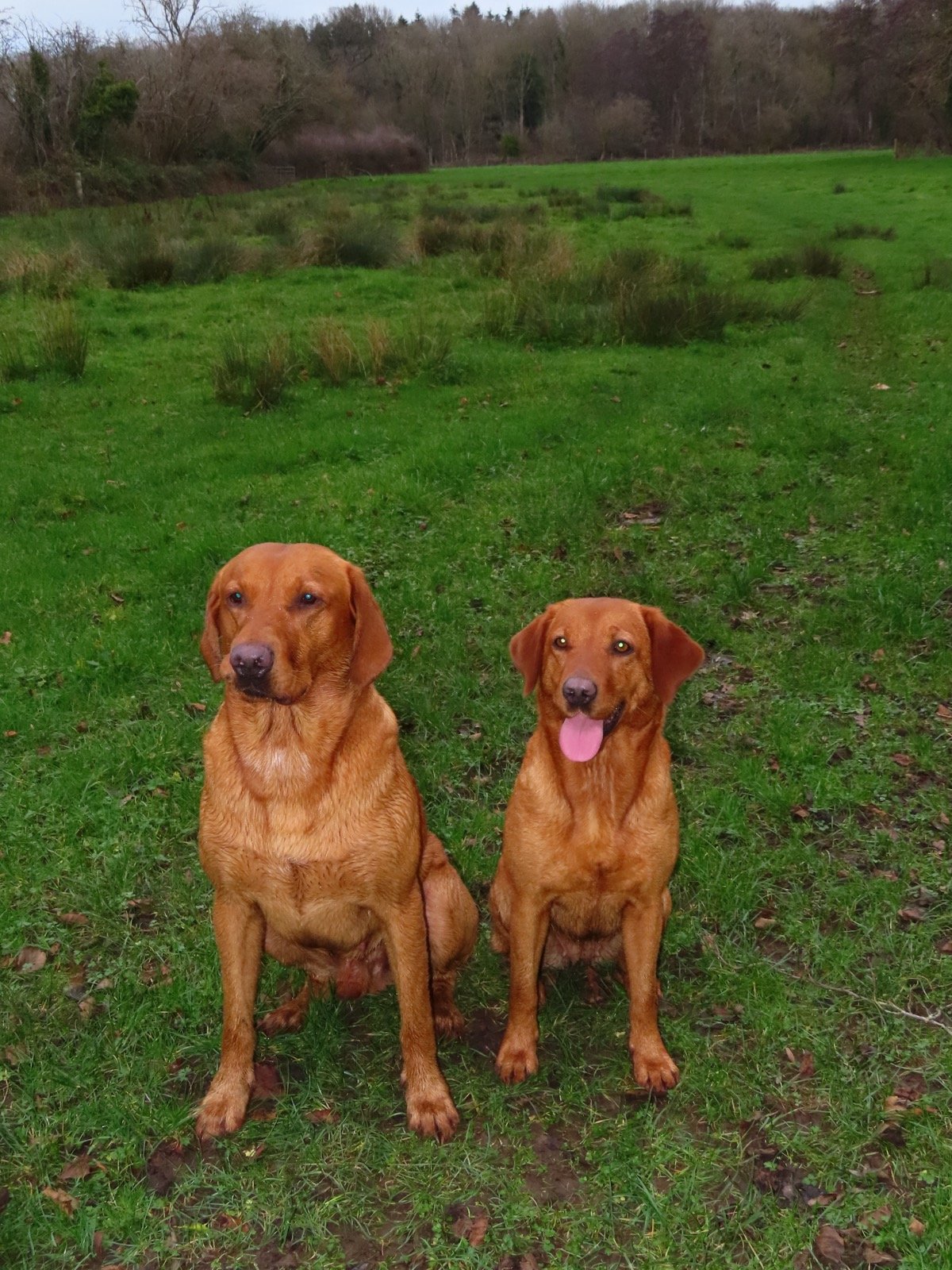 Bonnie and Maverick sitting together in a field