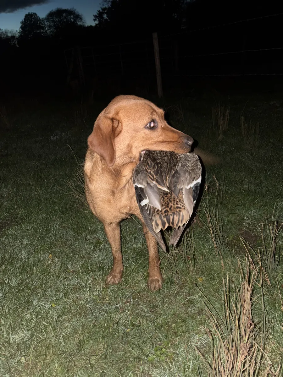 Life on the farm at Pittfield Gundogs