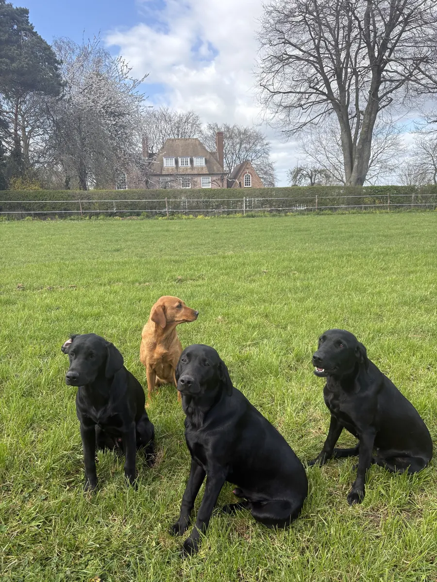Life on the farm at Pittfield Gundogs