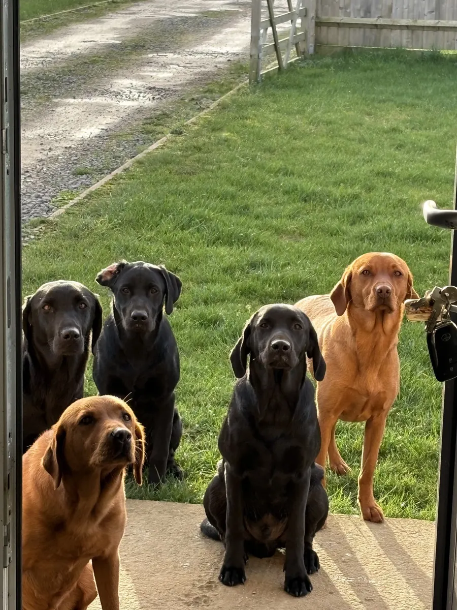Life on the farm at Pittfield Gundogs