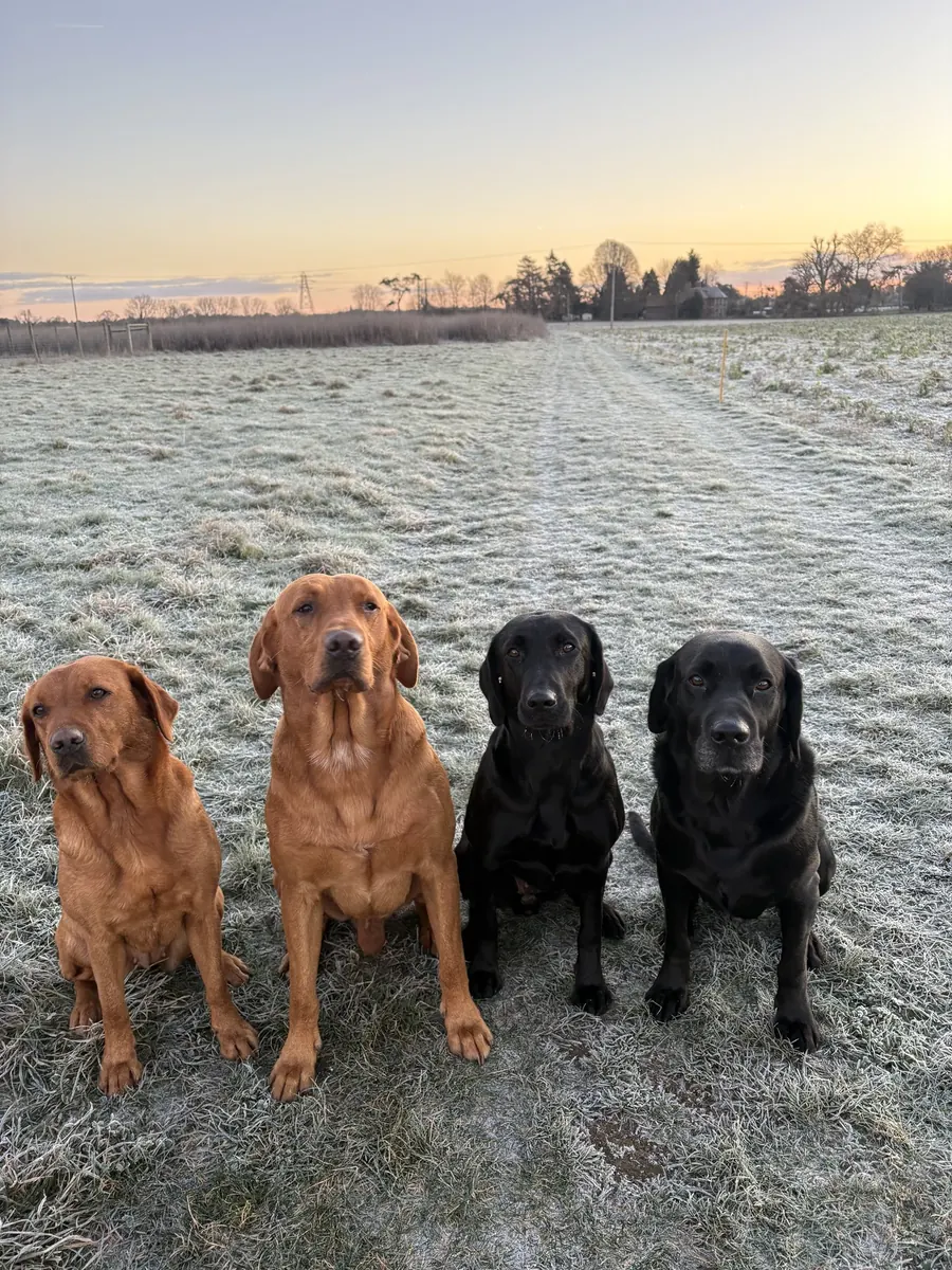 Life on the farm at Pittfield Gundogs