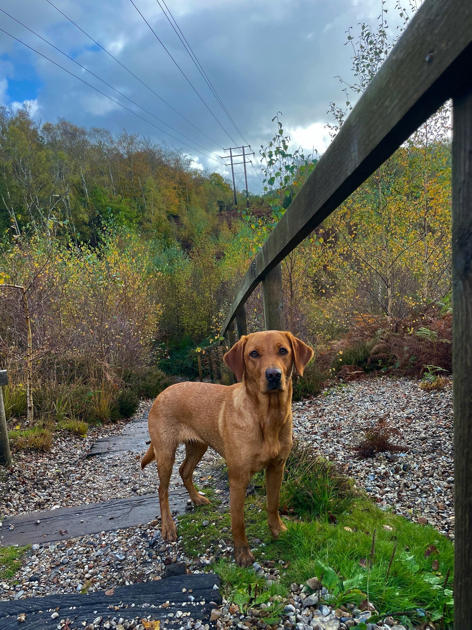A fox red Labrador standing on the garden path in autumn