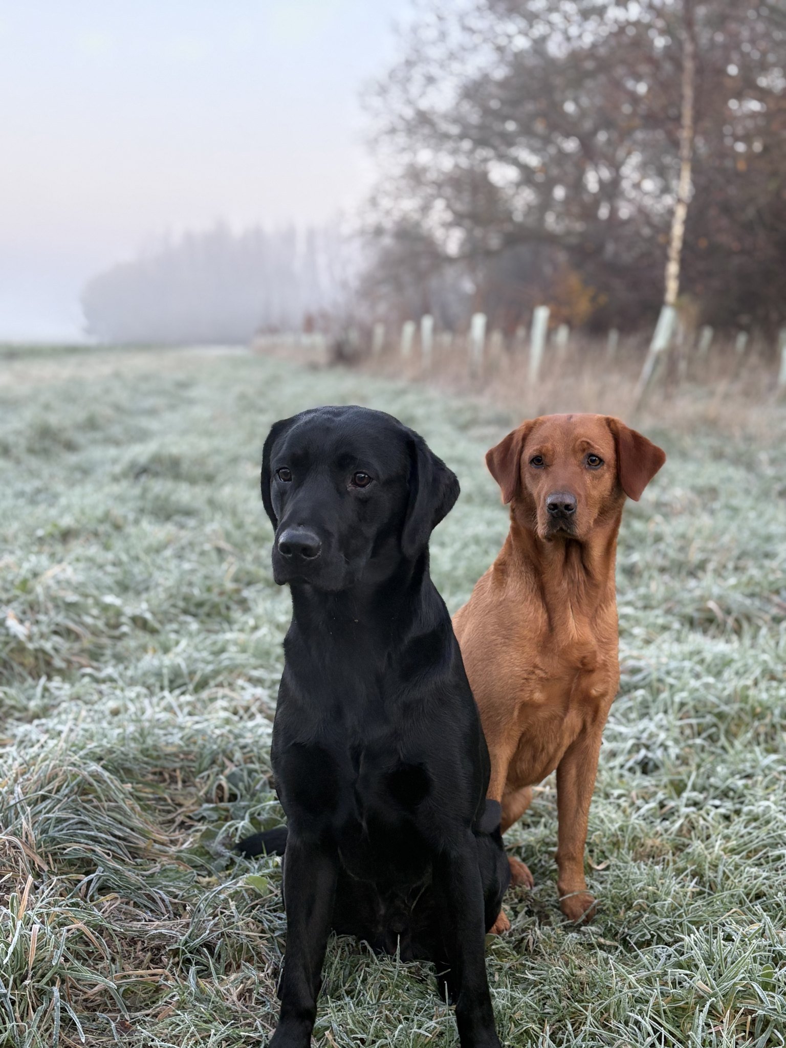 A black and a fox red Labrador sitting in a frosty field on a misty morning