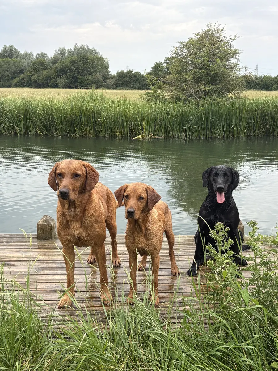 Life on the farm at Pittfield Gundogs