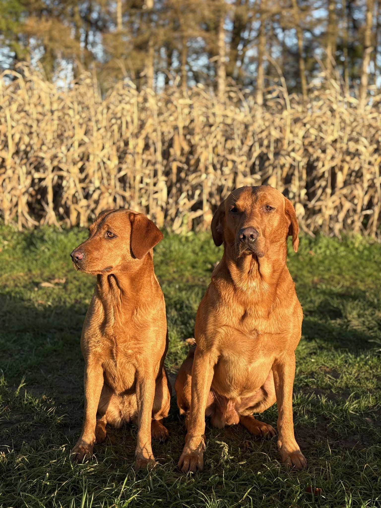 Two fox red Labradors sitting in front of the maize crop