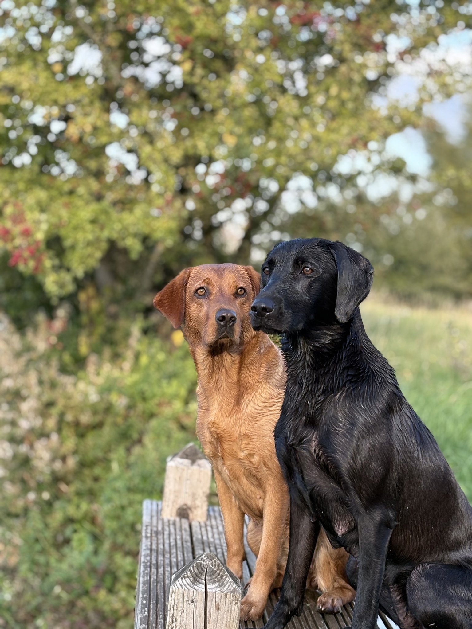 A fox red and a black Labrador sitting together under the orchard trees