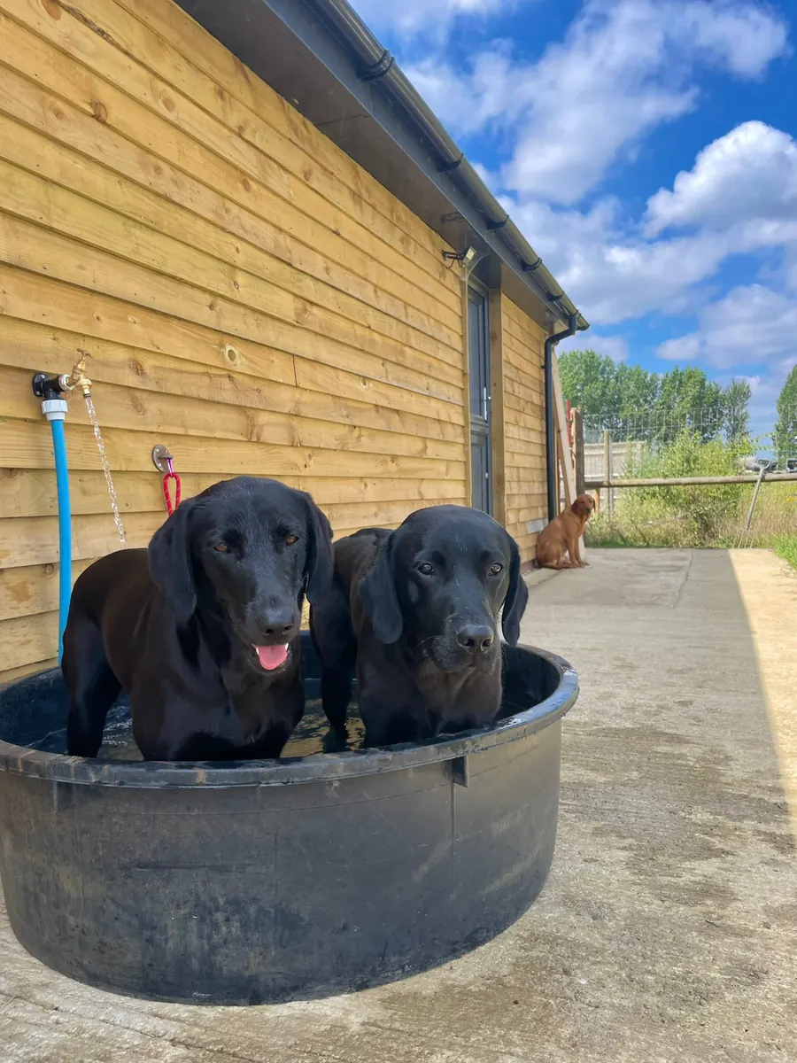 Life on the farm at Pittfield Gundogs