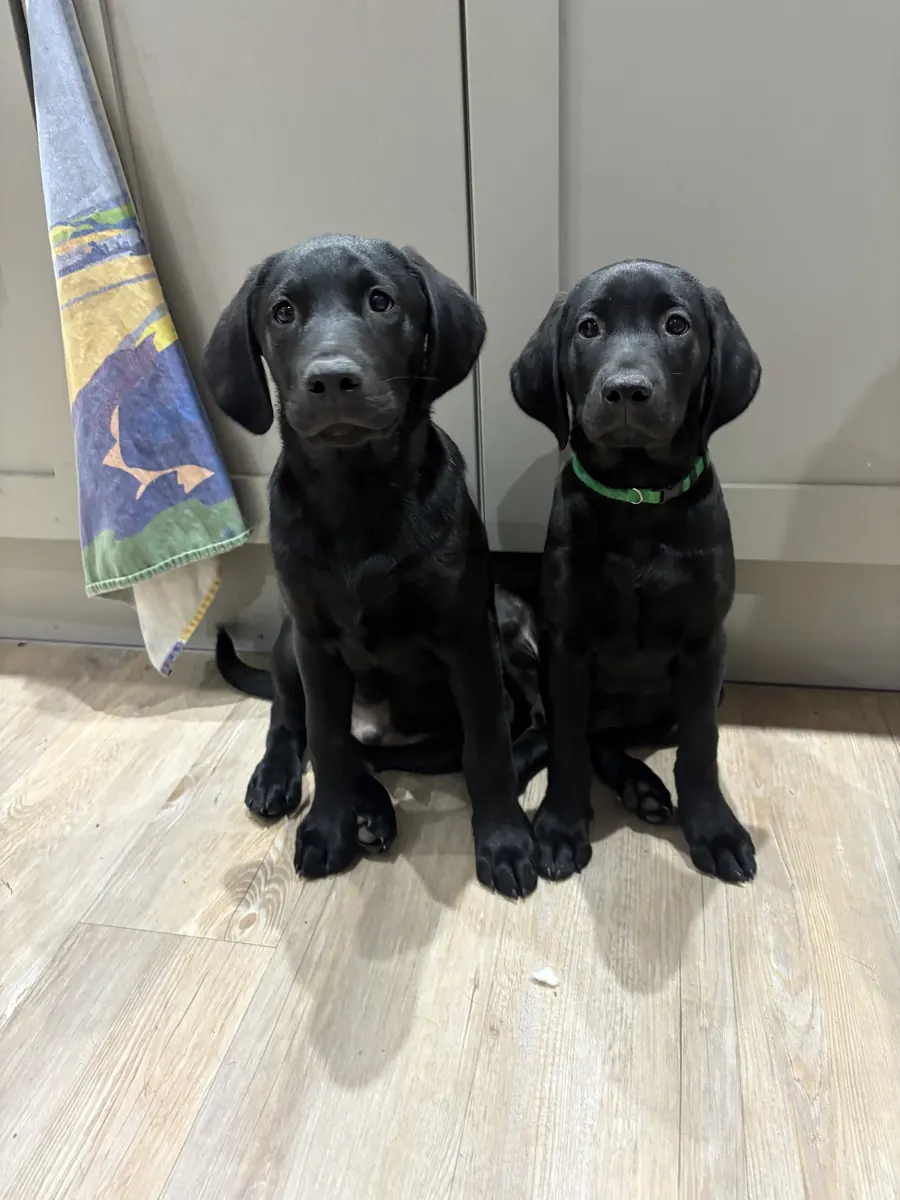 Life on the farm at Pittfield Gundogs