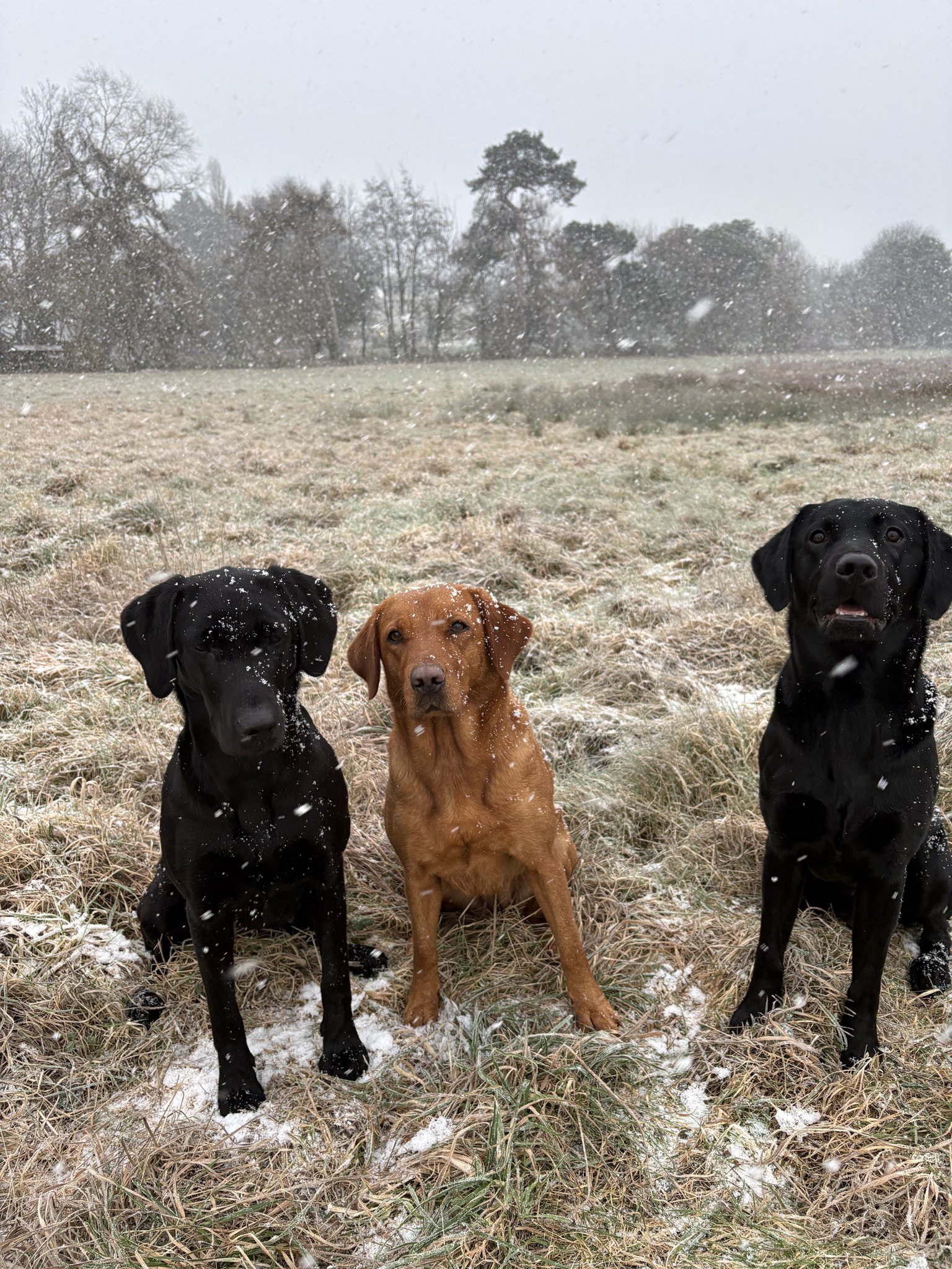 Three Labradors sitting out in falling snow
