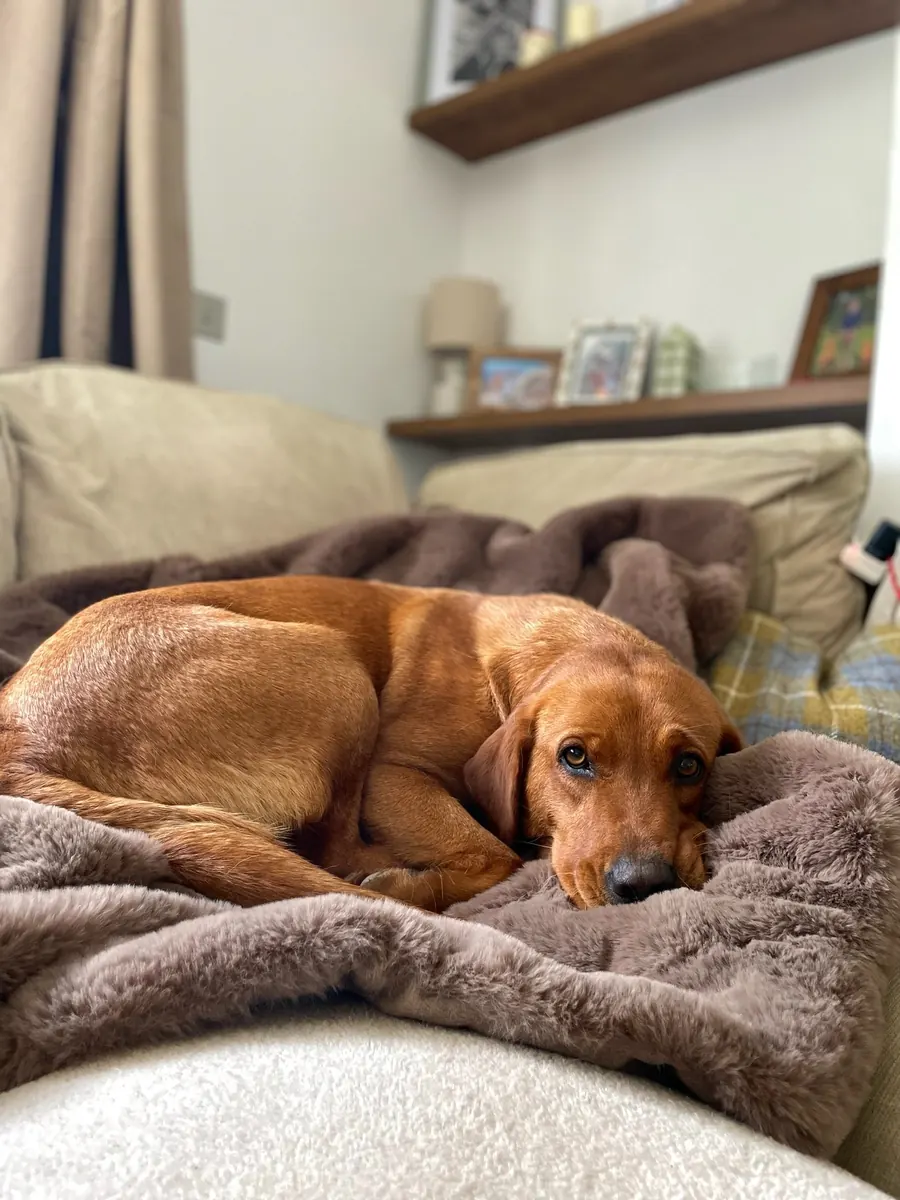 Life on the farm at Pittfield Gundogs