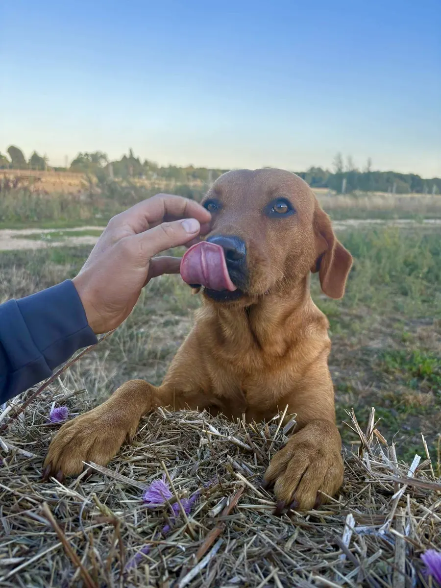 Life on the farm at Pittfield Gundogs