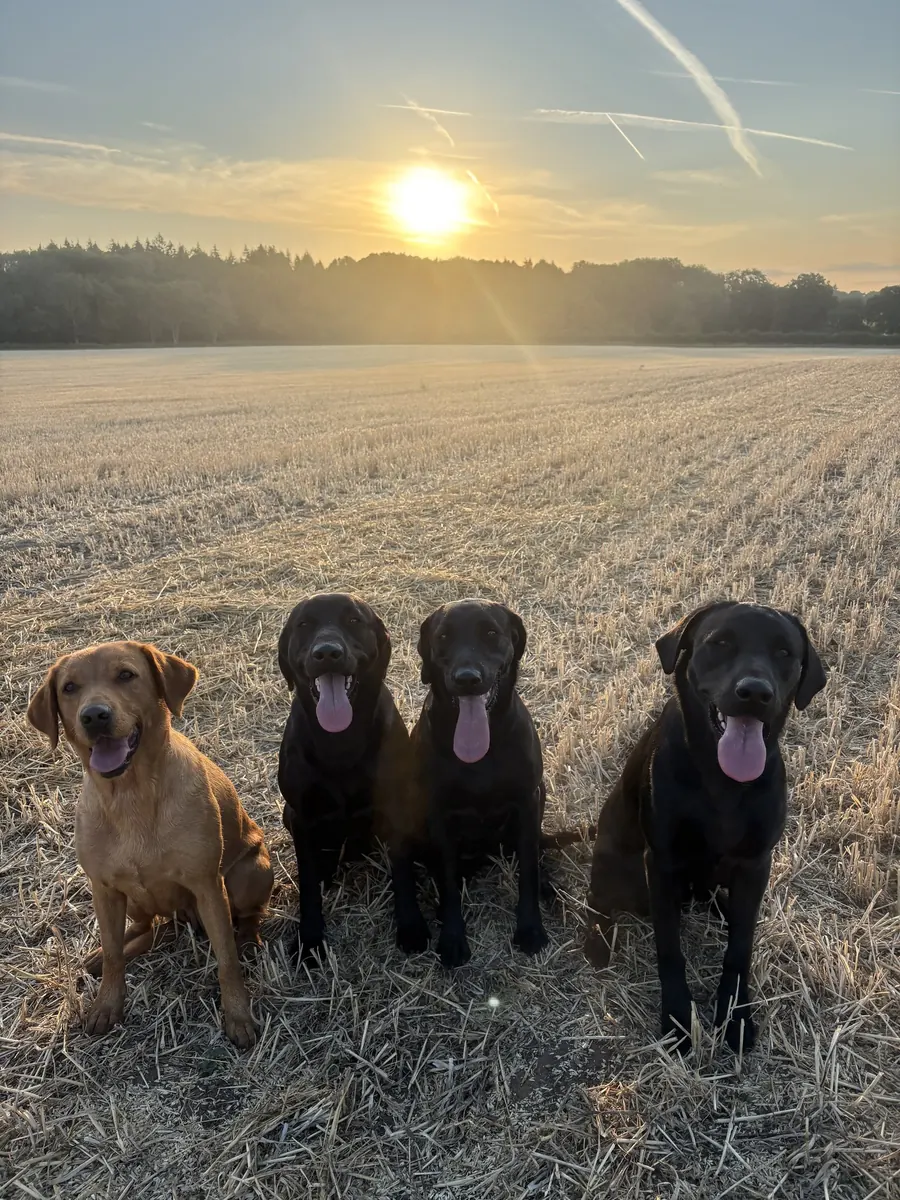 Life on the farm at Pittfield Gundogs