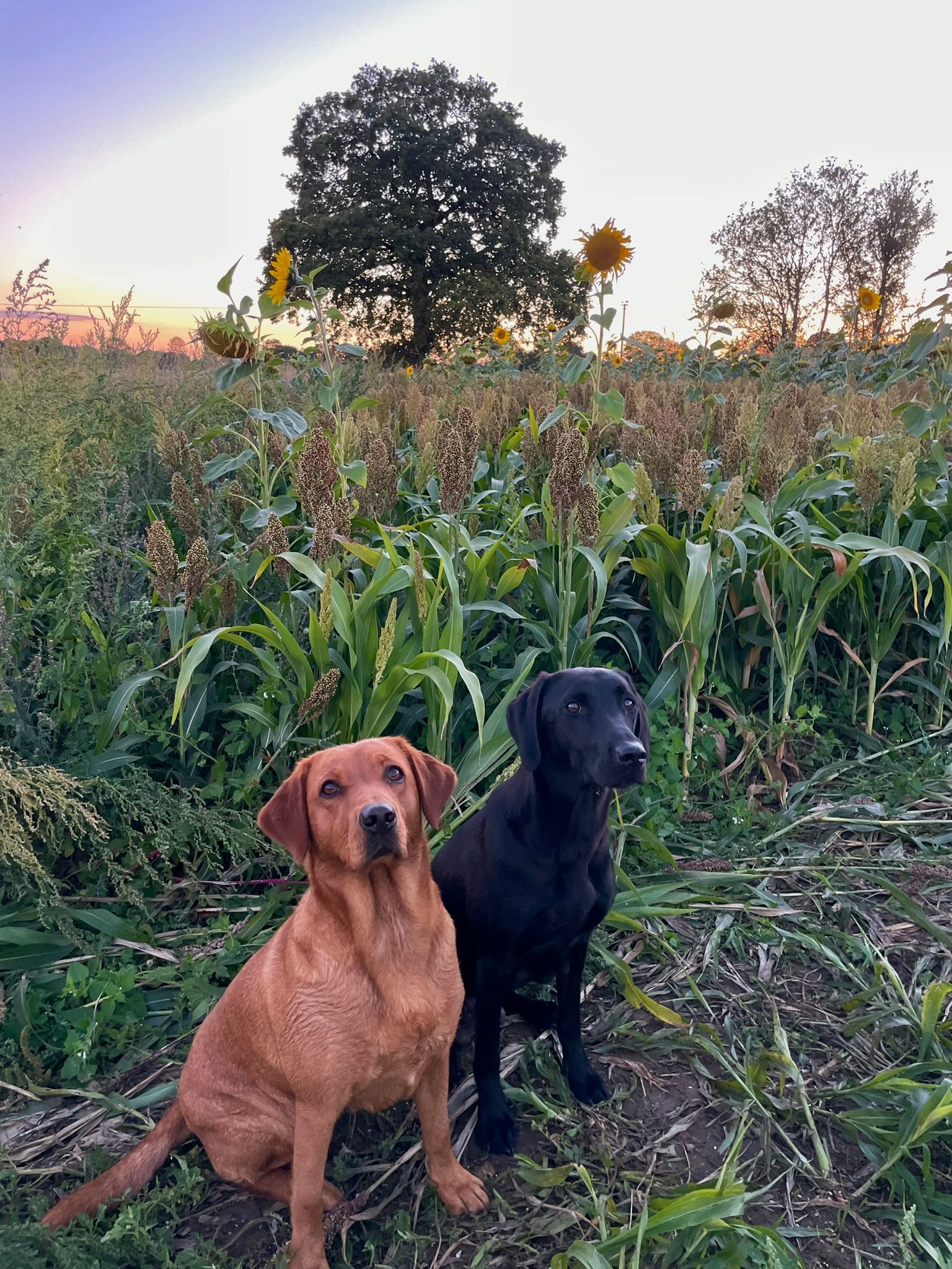 A fox red and a black Labrador sitting in a sunflower field