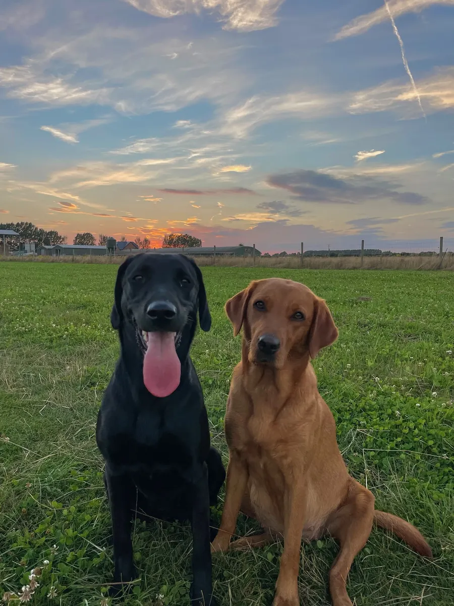 Life on the farm at Pittfield Gundogs