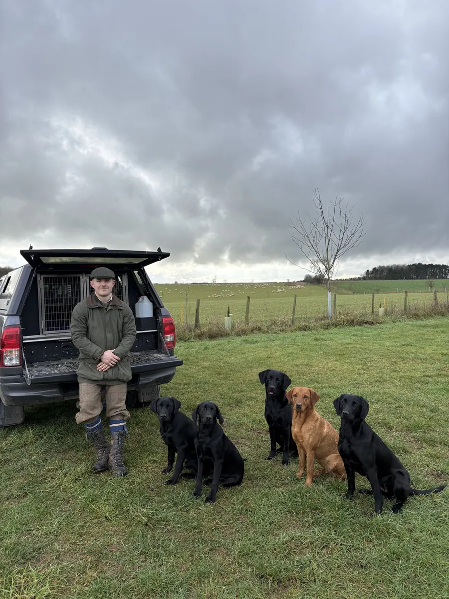 Life on the farm at Pittfield Gundogs