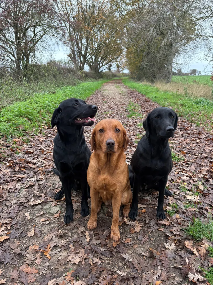 Life on the farm at Pittfield Gundogs