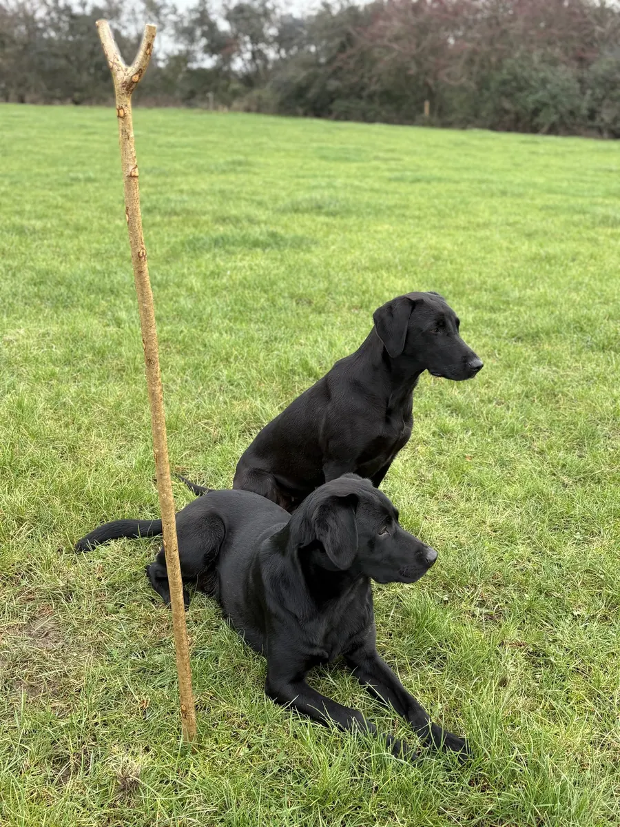 Life on the farm at Pittfield Gundogs