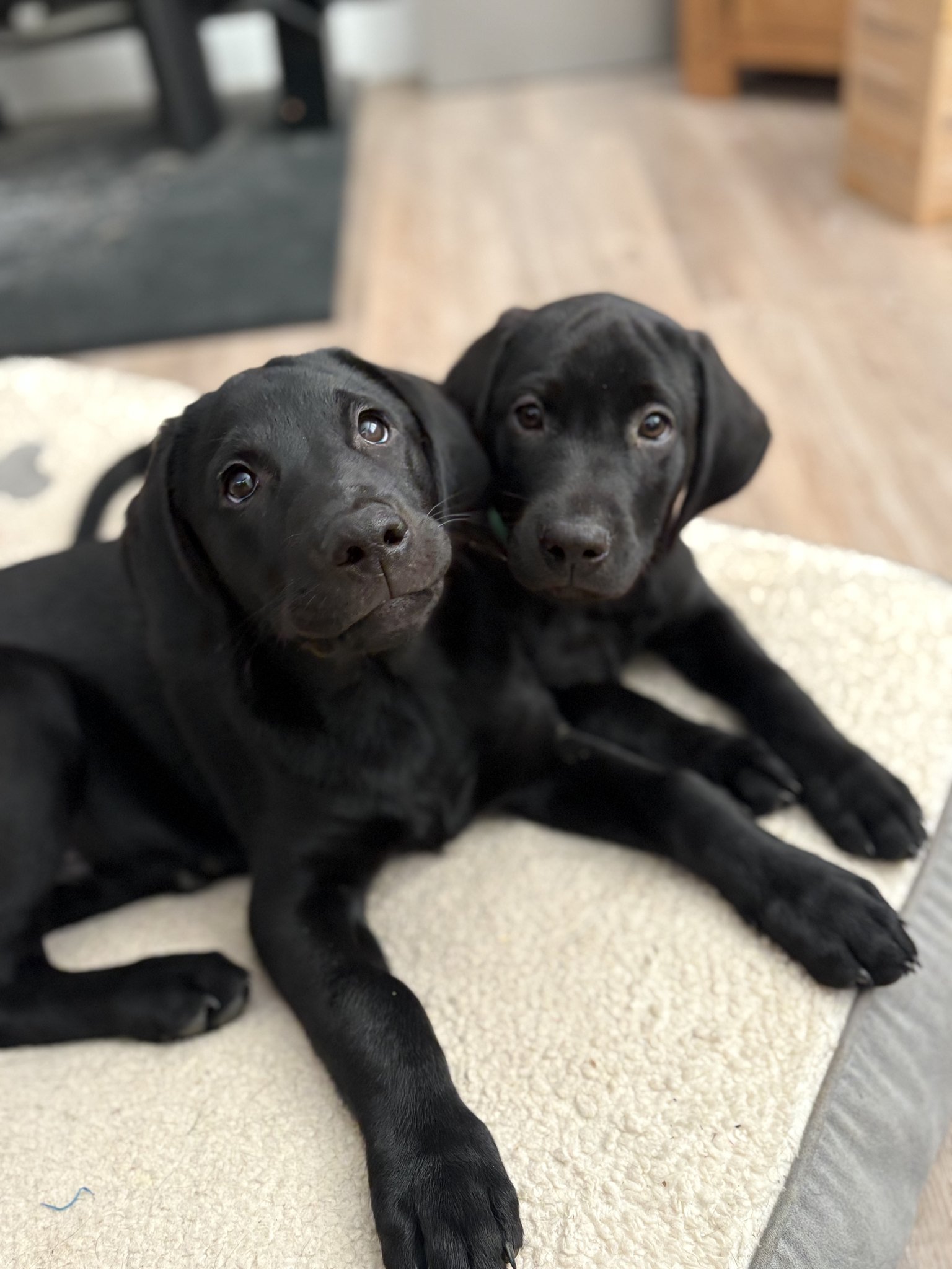 Two black Labrador puppies lying together on a cushion indoors
