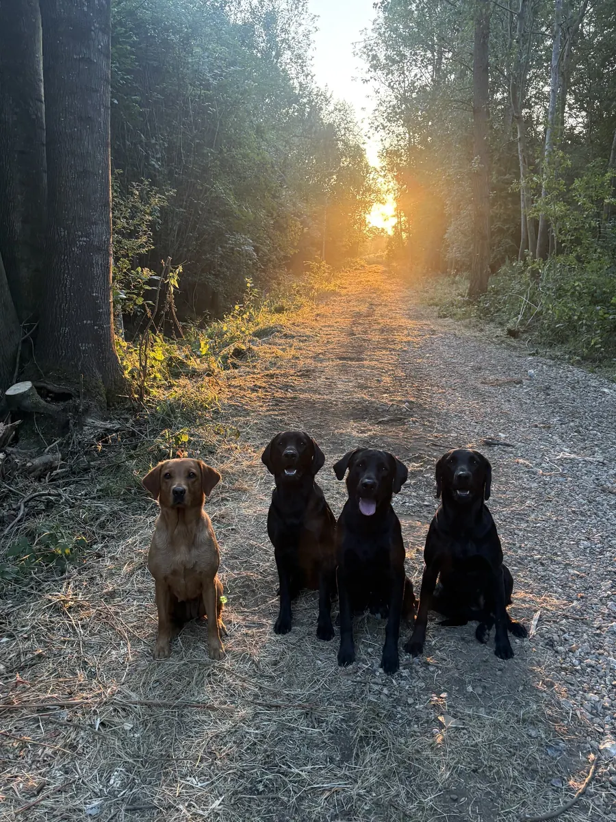 Life on the farm at Pittfield Gundogs