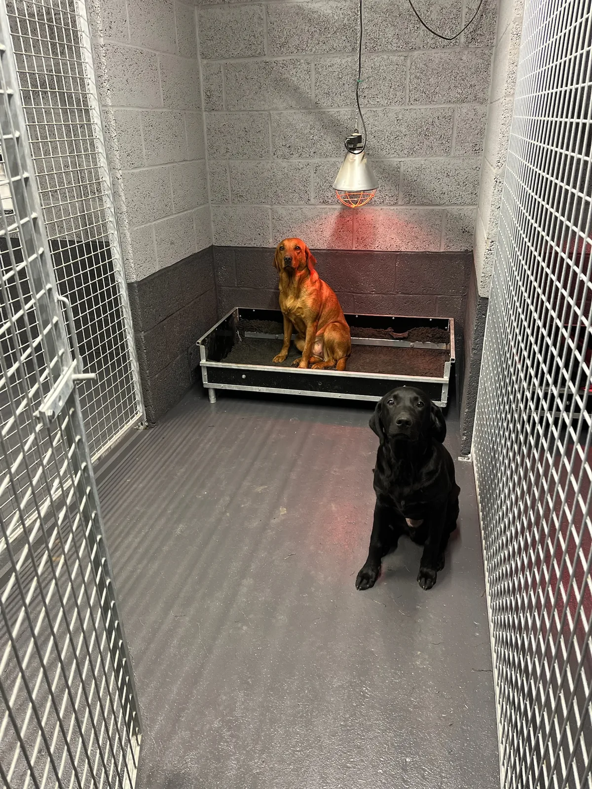A fox red and a black Labrador in a run beneath a heat lamp