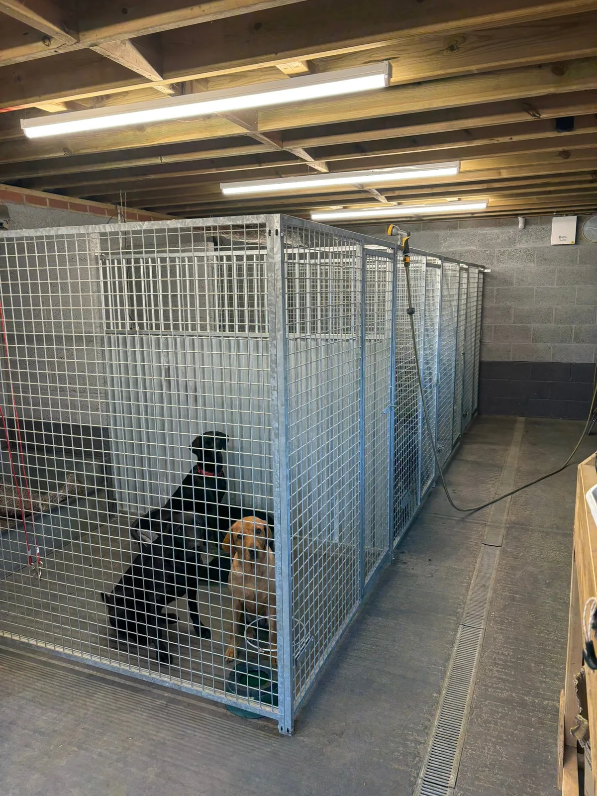 Two Labradors sharing a kennel run