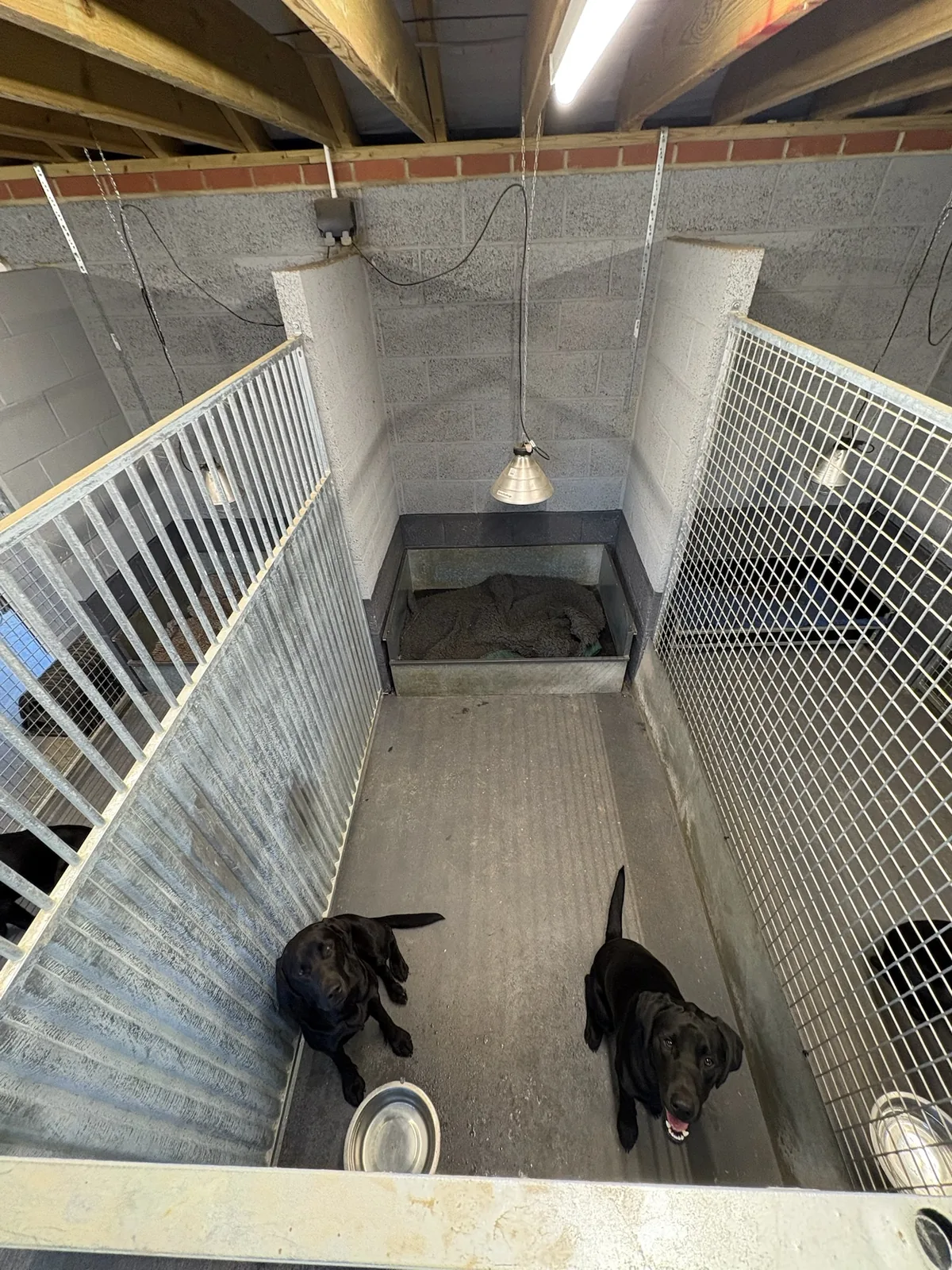 Two adjacent runs seen from above with dogs settled on the floor