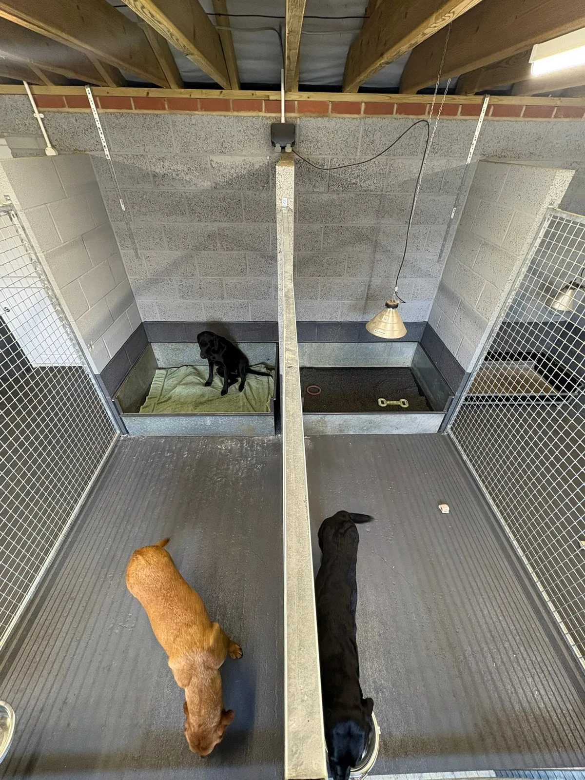 Looking down into two kennel runs with raised beds and dogs settled
