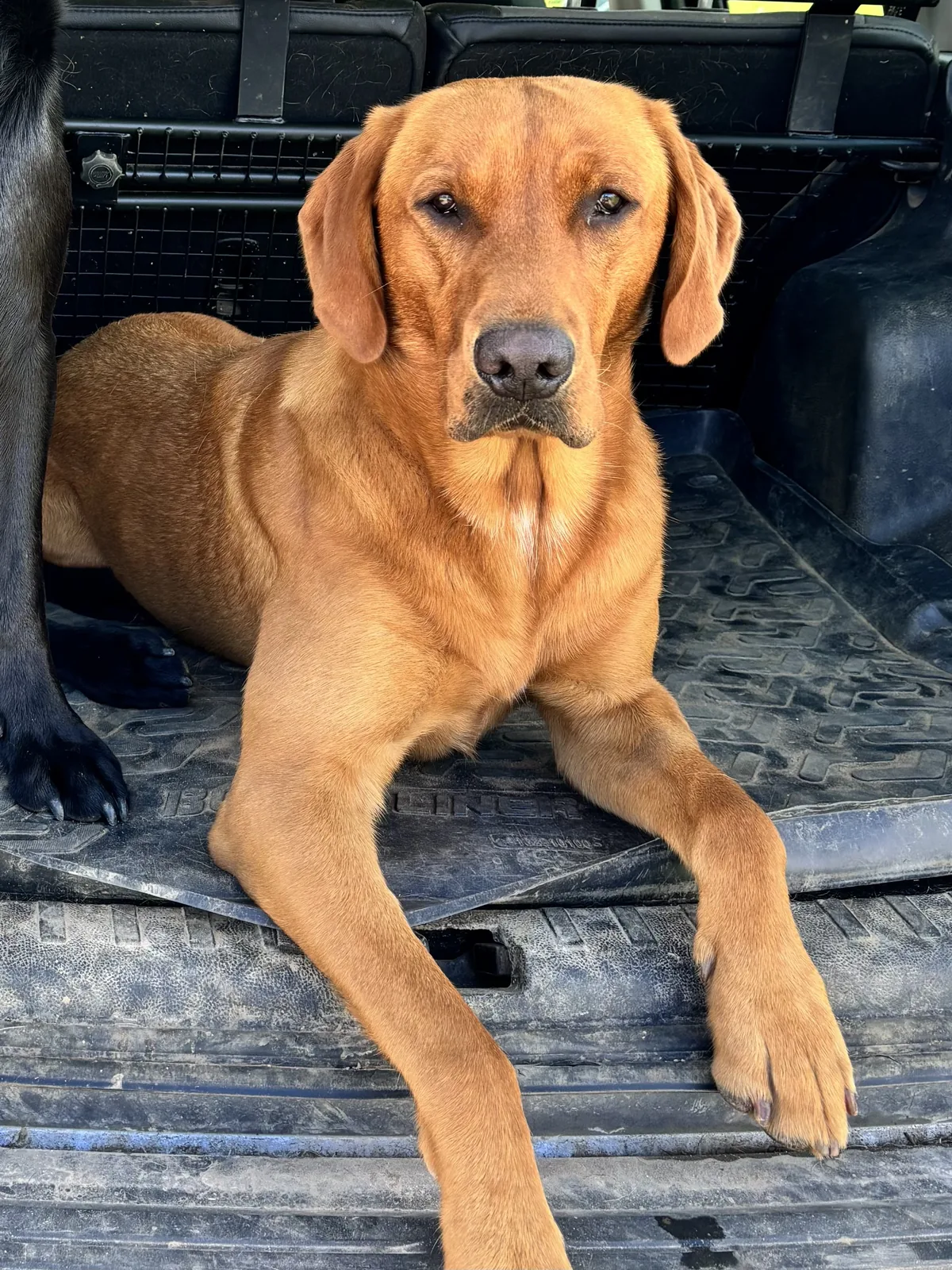 Maverick, a fox red Labrador, sitting on the jetty beside the river
