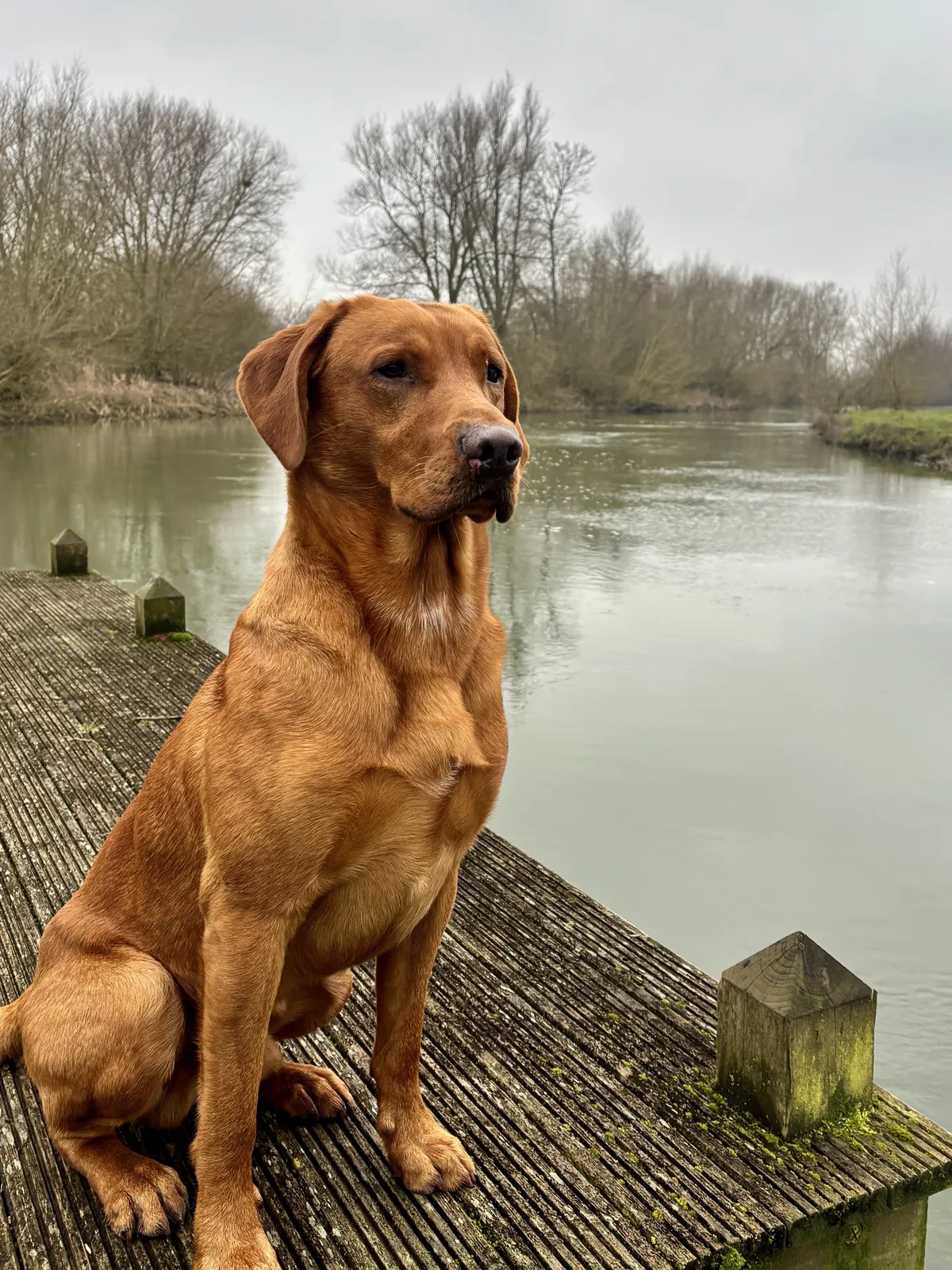 Maverick, a fox red Labrador, sitting on the jetty beside the river