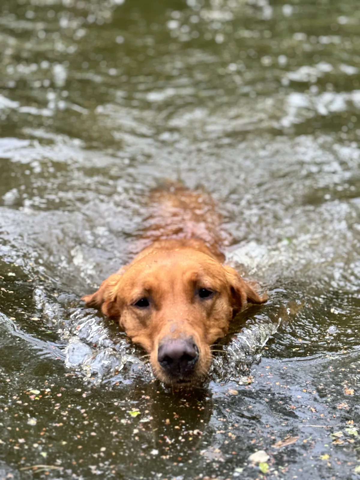 Maverick, a fox red Labrador, sitting on the jetty beside the river