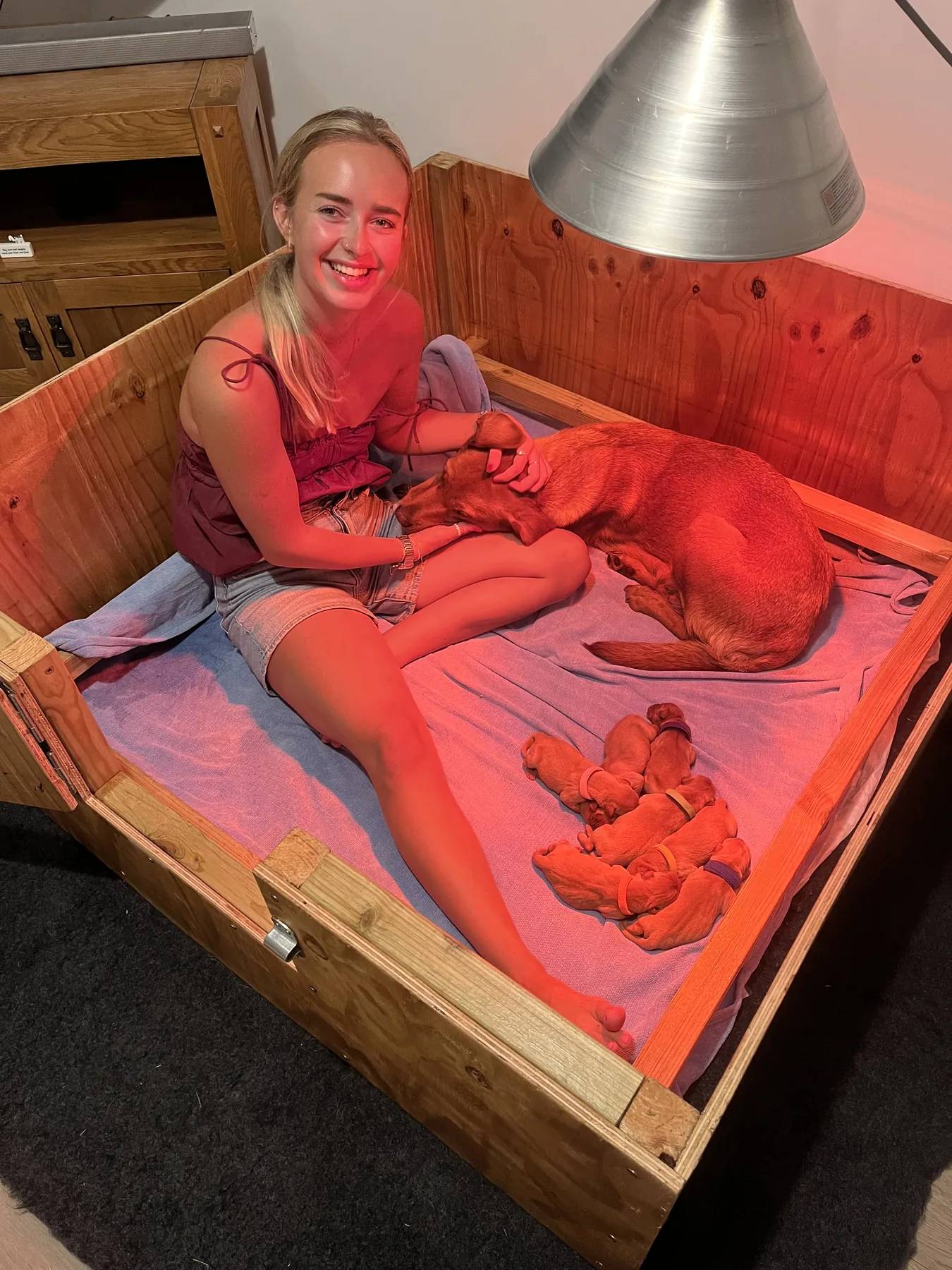 Maya in the whelping box with the dam and a newborn litter