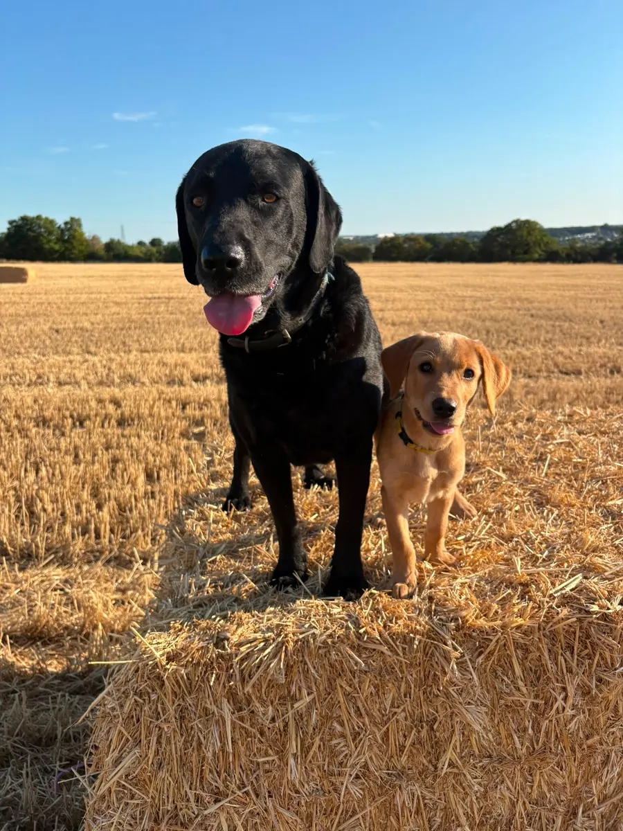 A Pittfield puppy at home with its new family