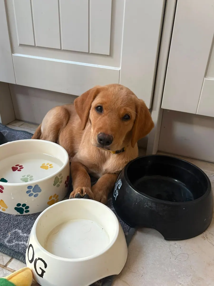 A Pittfield puppy at home with its new family
