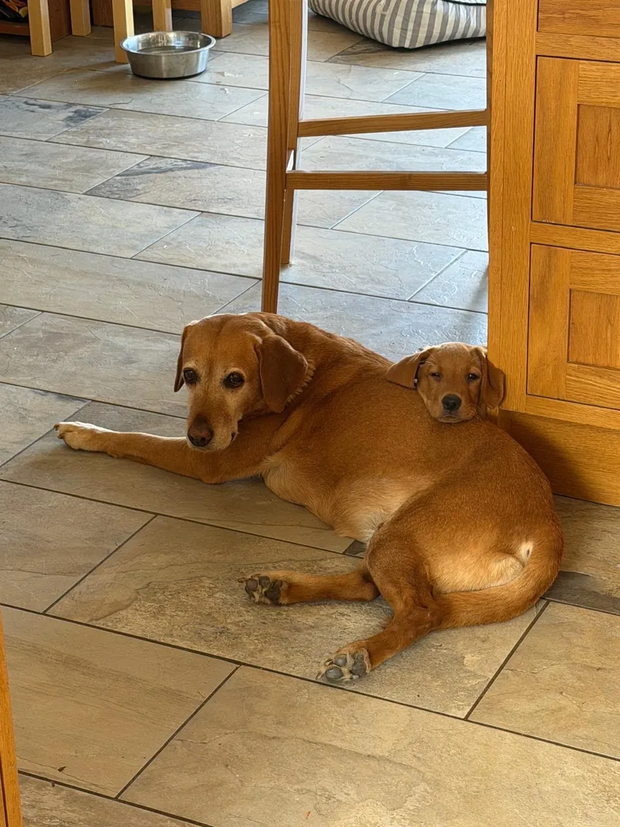 A Pittfield puppy at home with its new family