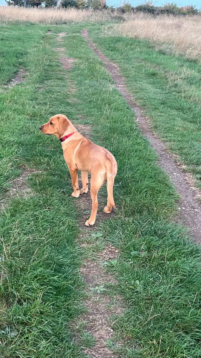 A Pittfield puppy at home with its new family