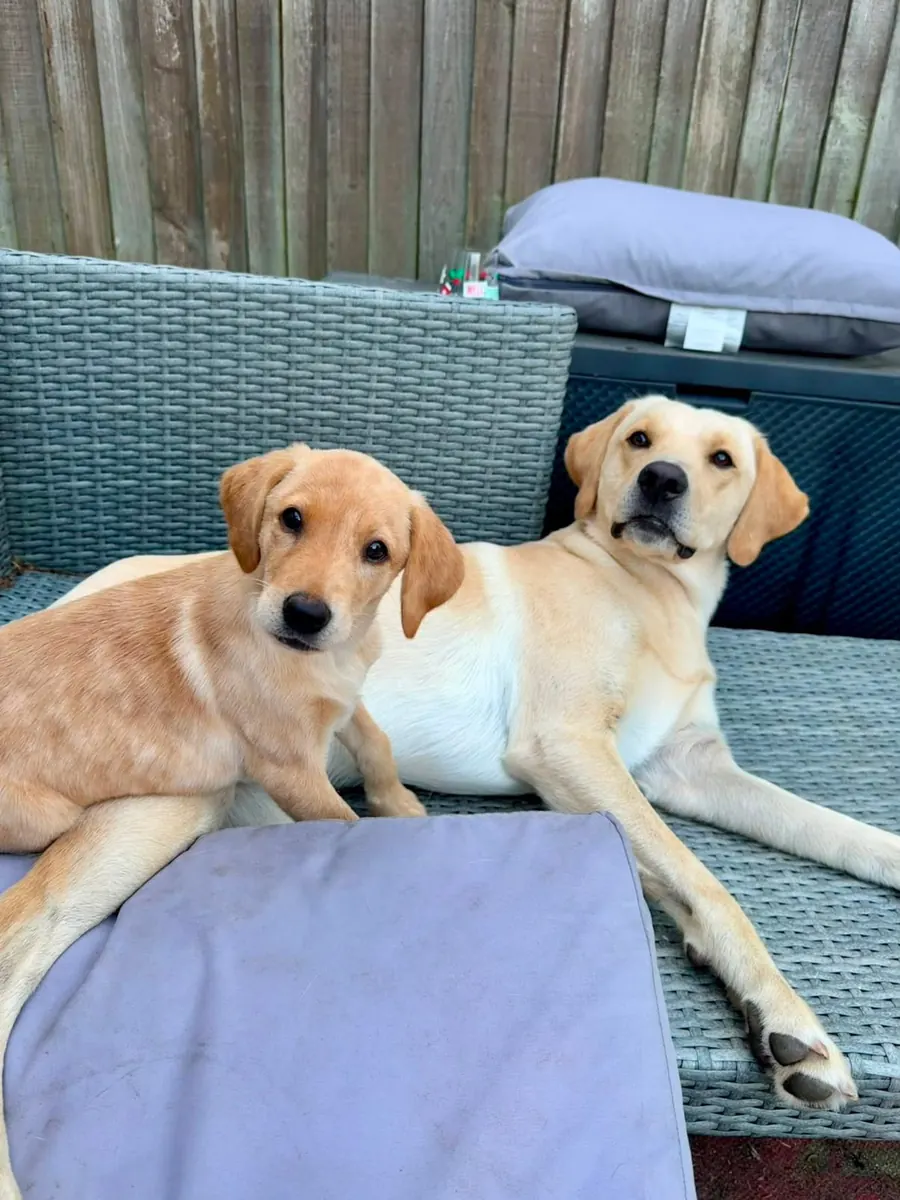 A Pittfield puppy at home with its new family