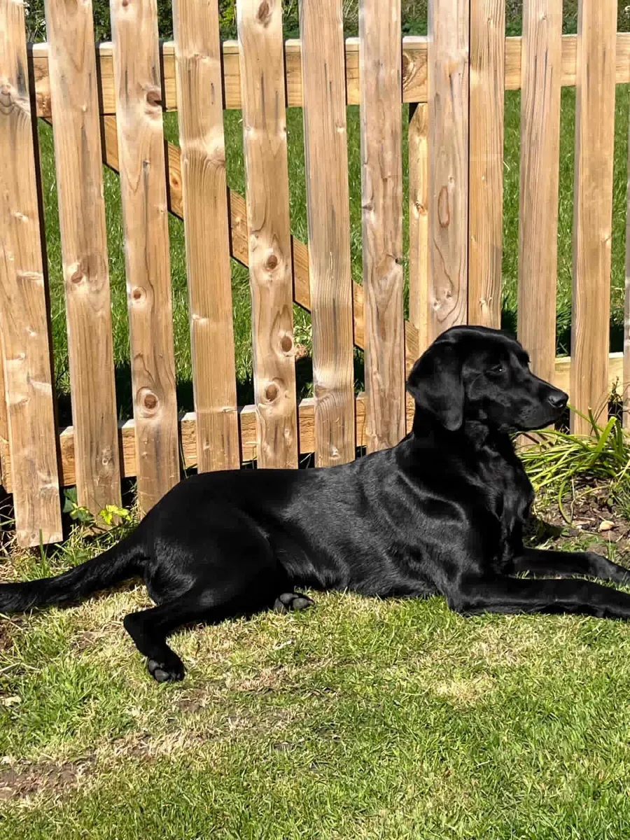 A Pittfield puppy at home with its new family