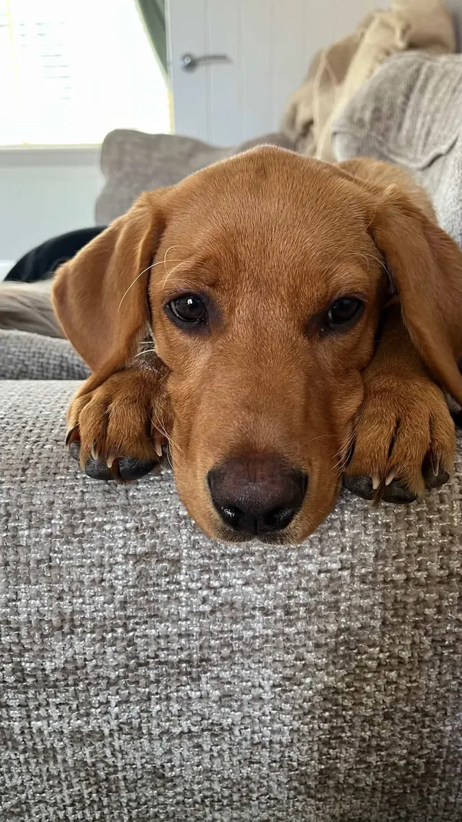A Pittfield puppy at home with its new family