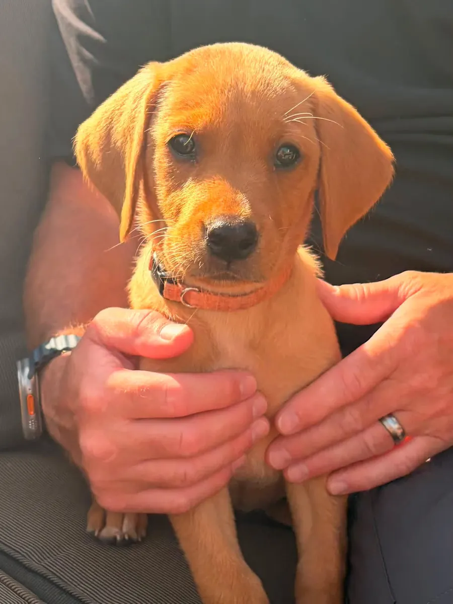 A Pittfield puppy at home with its new family