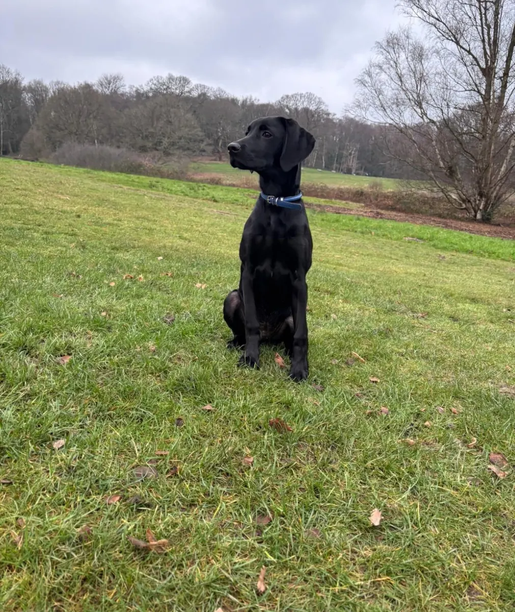 A Pittfield puppy at home with its new family